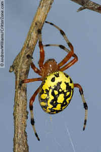 Marbled Orb-Weaver Spider, Female (Araneus marmoreus)