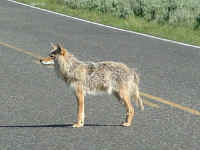 Coyote...Yellowstone National Park