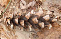 Eastern White Pine Cone