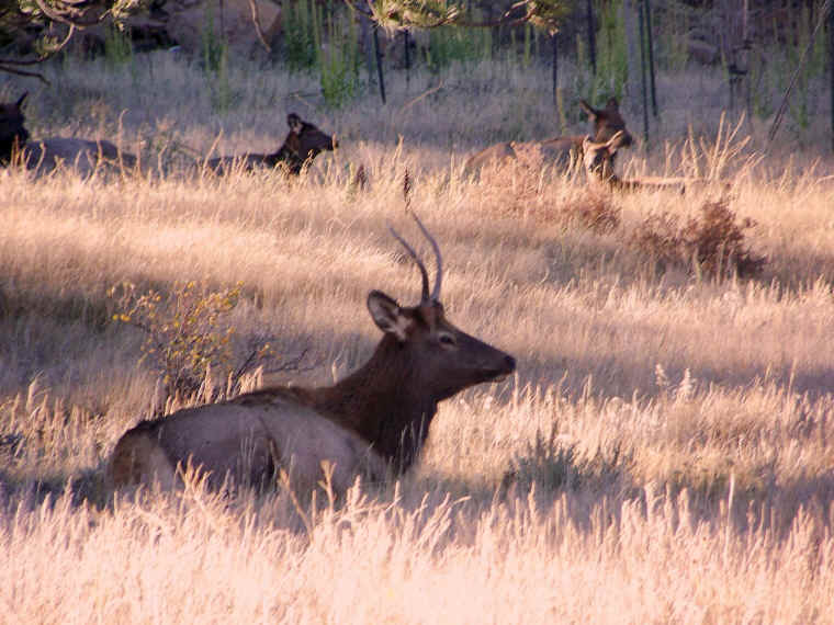 The Elk in Estes Park, Colorado