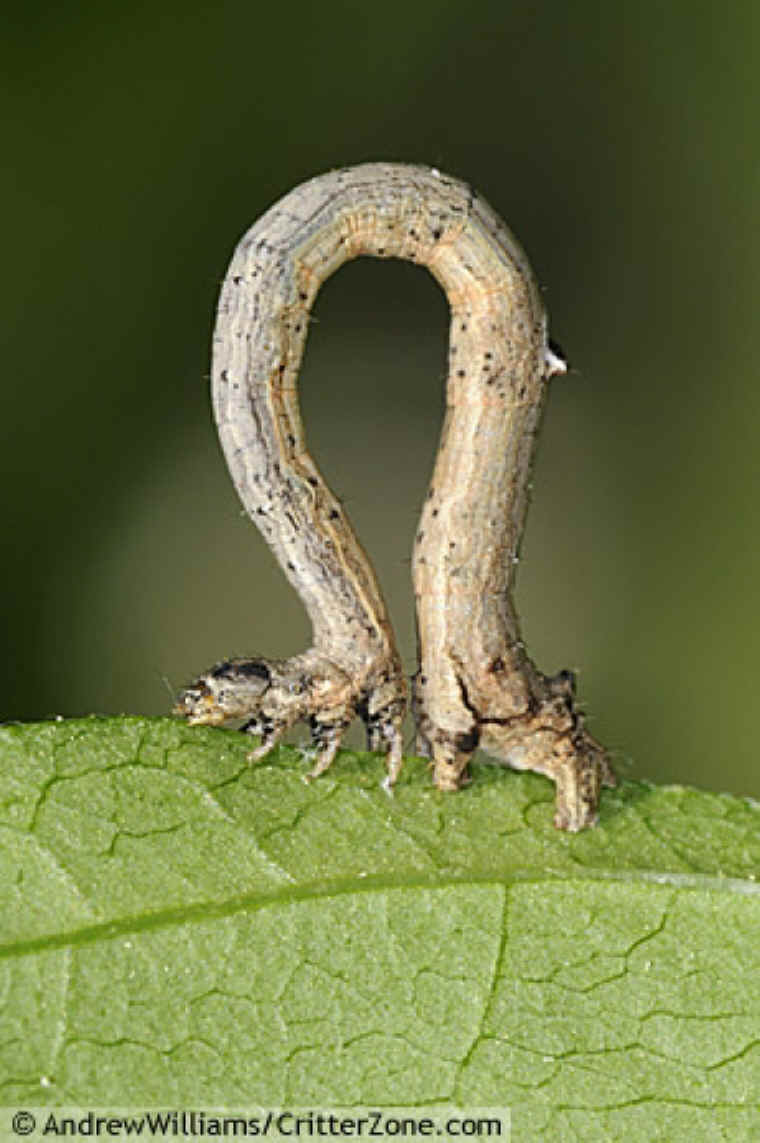 Inchworm Life Cycle Pictures Head Lice Their Life Cycle Their 