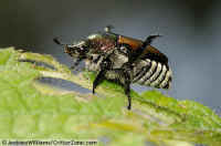 Japanese Beetle with legs raised defensively