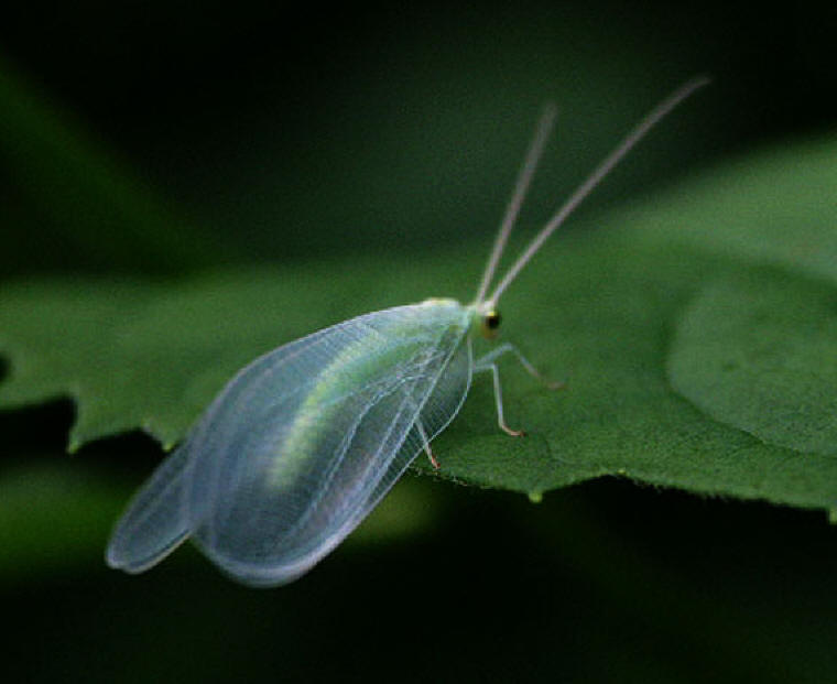 Lacewing