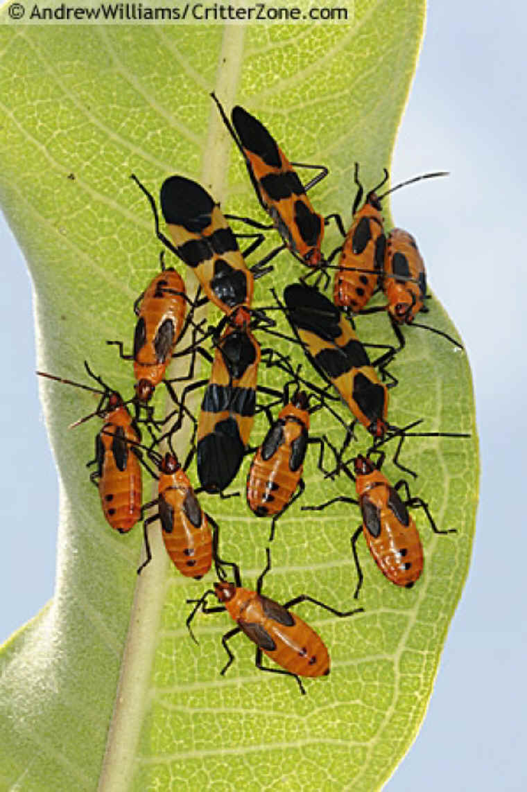 Large Milkweed Bug Adults and Nymphs
