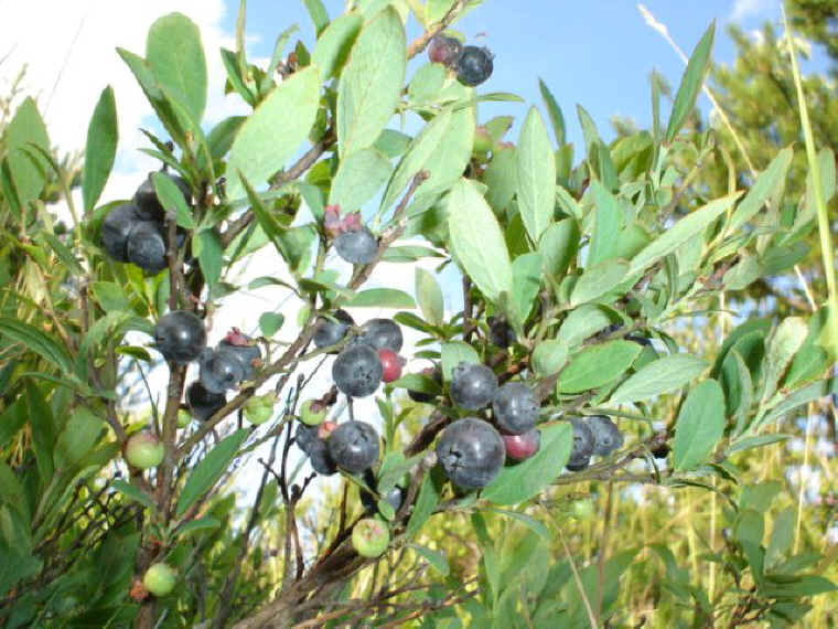 Low Bush Blueberry (Vaccinium angustifolium)