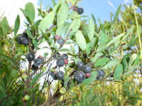 Low Bush Blueberry (Vaccinium angustifolium)