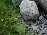 Rabbit Rock