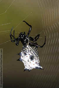 Spined Micrathena Orb Weaver Spider