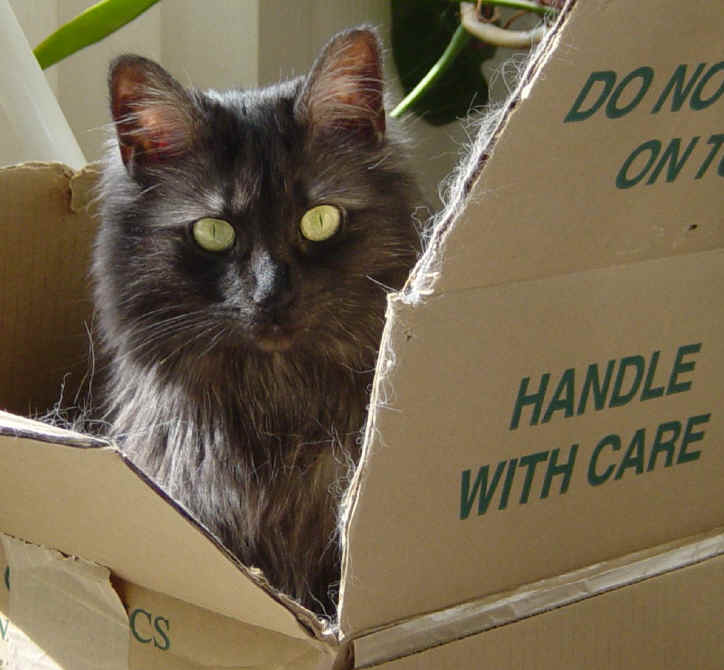 Handle with Care - Becca in Her Box