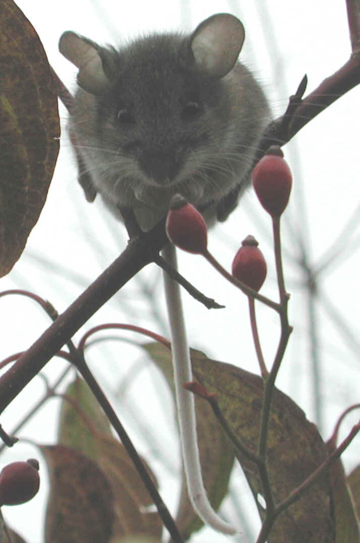 Mouse in a Tree