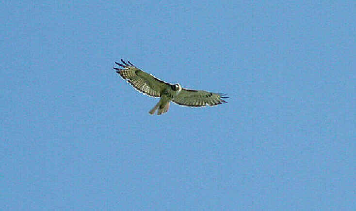 Red-tailed Hawk in Flight