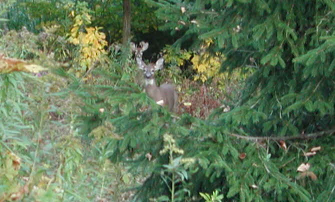 A Pair of Whitetail Deer in the Woods