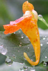 Jewel Drops and Jewelweed (Impatien capensis)