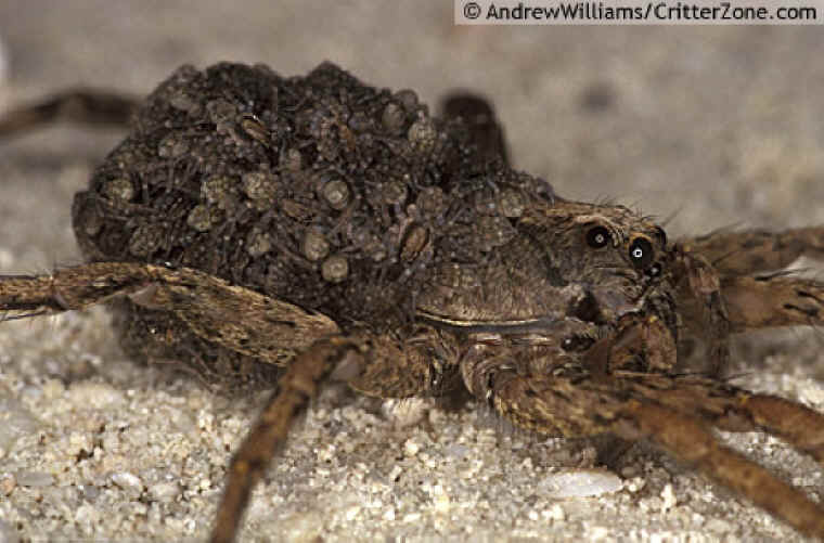 Wolf Spider Mom with Babies